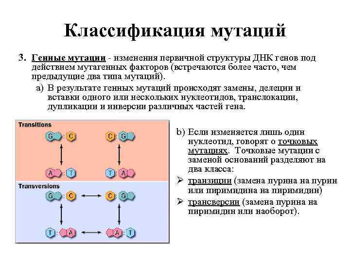 Классификация мутаций 3. Генные мутации - изменения первичной структуры ДНК генов под действием мутагенных