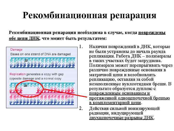 Рекомбинационная репарация необходима в случае, когда повреждены обе цепи ДНК, что может быть результатом: