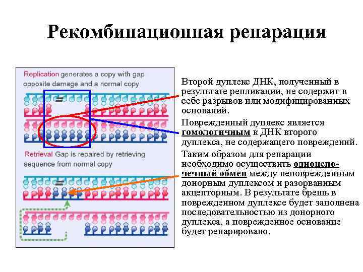 Рекомбинационная репарация Второй дуплекс ДНК, полученный в результате репликации, не содержит в себе разрывов