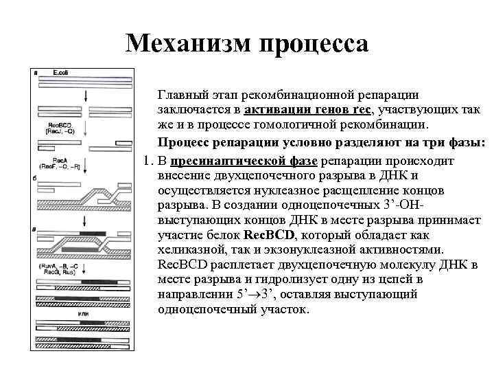 Механизм процесса Главный этап рекомбинационной репарации заключается в активации генов rec, участвующих так же