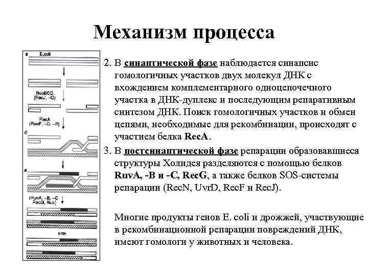 Механизм процесса 2. В синаптической фазе наблюдается синапсис гомологичных участков двух молекул ДНК с