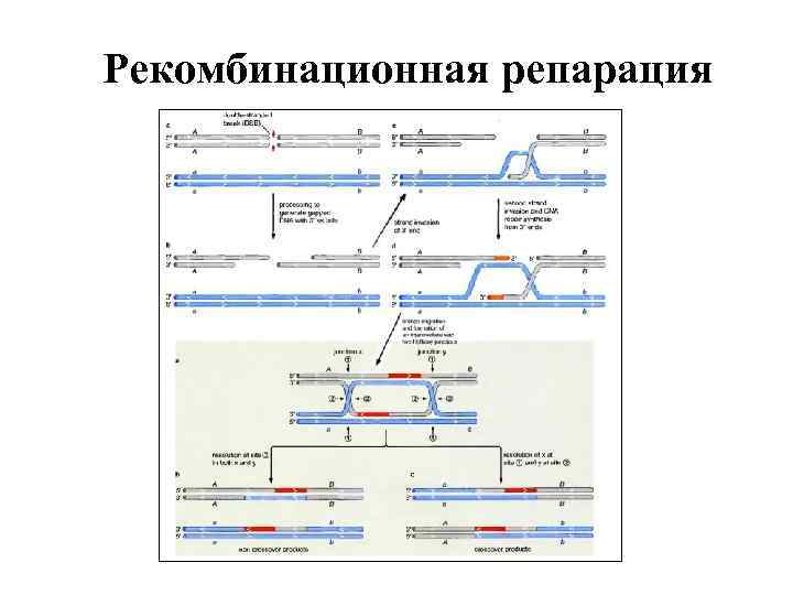 Рекомбинационная репарация 