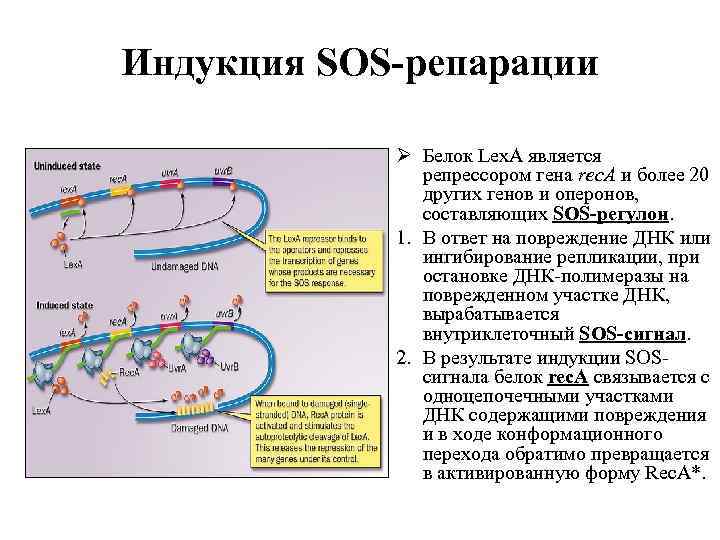 Индукция SOS-репарации Ø Белок Lex. A является репрессором гена rec. A и более 20