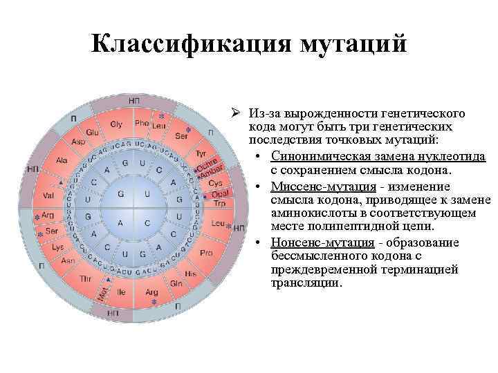 Классификация мутаций Ø Из-за вырожденности генетического кода могут быть три генетических последствия точковых мутаций: