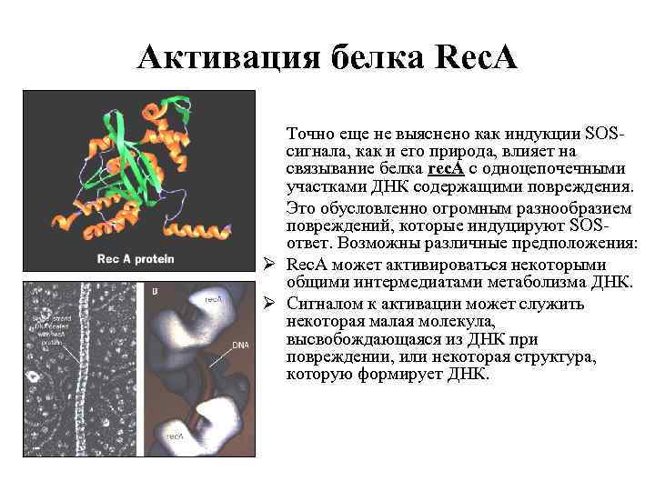 Активация белка Rec. A Точно еще не выяснено как индукции SOSсигнала, как и его