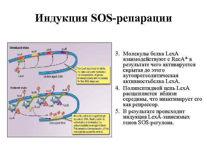 Индукция SOS-репарации 3. Молекулы белка Lex. A взаимодействуют с Rec. A* в результате чего