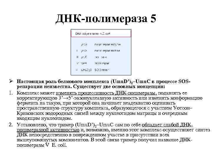 ДНК-полимераза 5 Ø Настоящая роль белкового комплекса (Umu. D’)2–Umu. C в процессе SOSрепарации неизвестна.