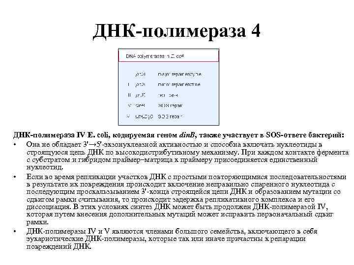 ДНК-полимераза 4 ДНК-полимераза IV E. coli, кодируемая геном din. B, также участвует в SOS-ответе