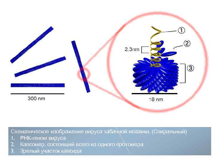 Схематическое изображение вируса табачной мозаики. (Спиральный) 1. РНК-геном вируса 2. Капсомер, состоящий всего из