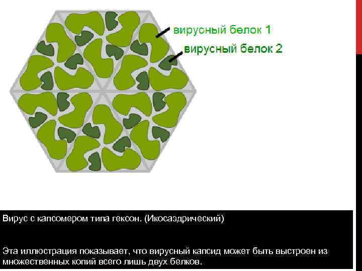 Вирус с капсомером типа гексон. (Икосаэдрический) Эта иллюстрация показывает, что вирусный капсид может быть