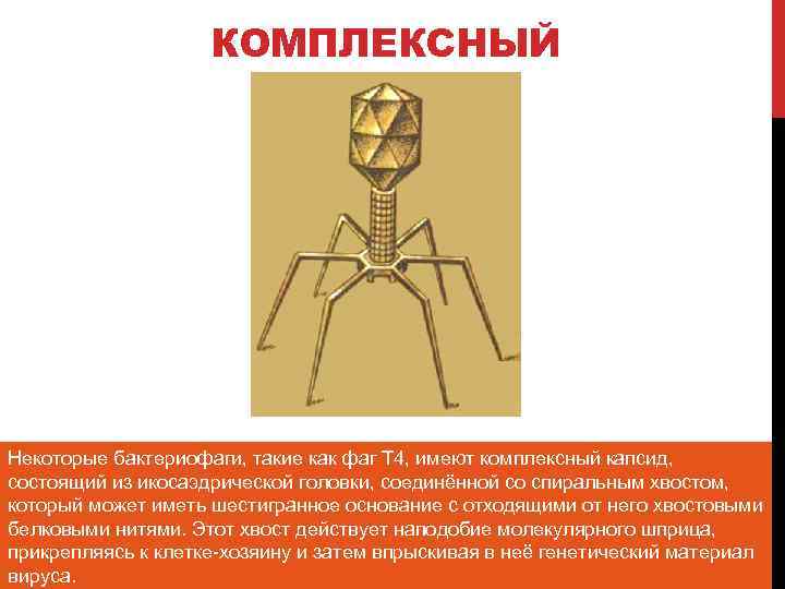 КОМПЛЕКСНЫЙ Некоторые бактериофаги, такие как фаг Т 4, имеют комплексный капсид, состоящий из икосаэдрической