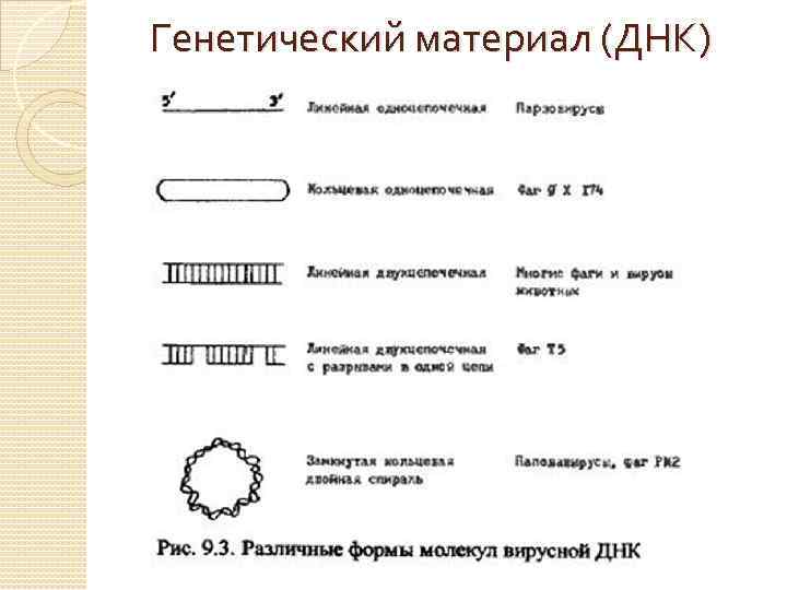 Генетический материал (ДНК) 