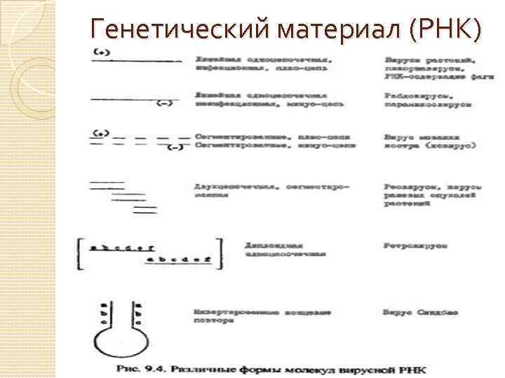 Генетический материал (РНК) 