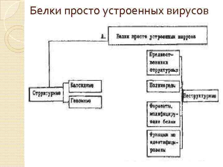 Белки просто устроенных вирусов 