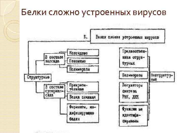 Белки сложно устроенных вирусов 