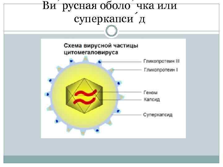 Ви русная оболо чка или суперкапси д 