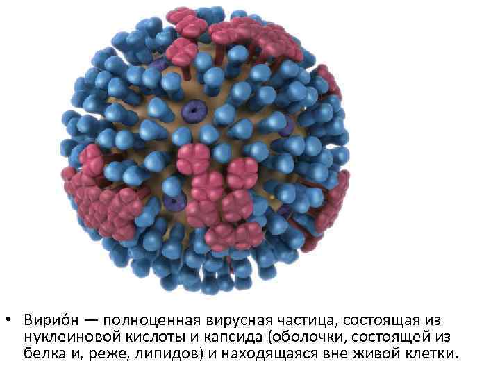  • Вирио н — полноценная вирусная частица, состоящая из нуклеиновой кислоты и капсида