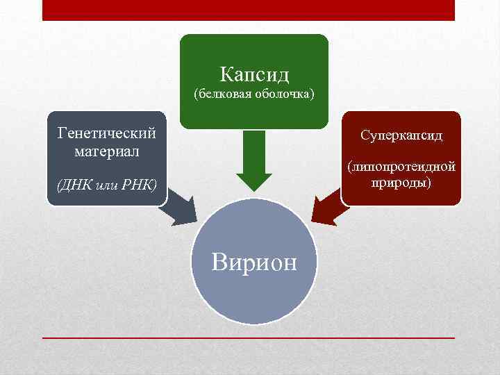 Капсид (белковая оболочка) Генетический материал Суперкапсид (липопротеидной природы) (ДНК или РНК) Вирион 