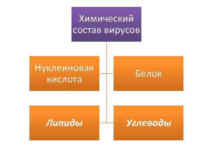 Химический состав вирусов Нуклеиновая кислота Белок Липиды Углеводы 