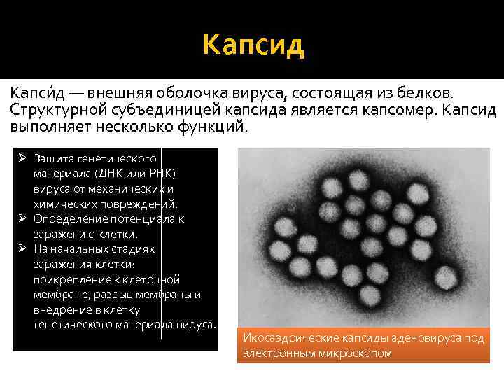 Вирусную частицу называют