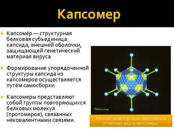 Вирусную частицу называют