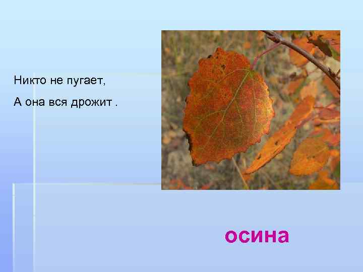 Никто не пугает, А она вся дрожит. осина 