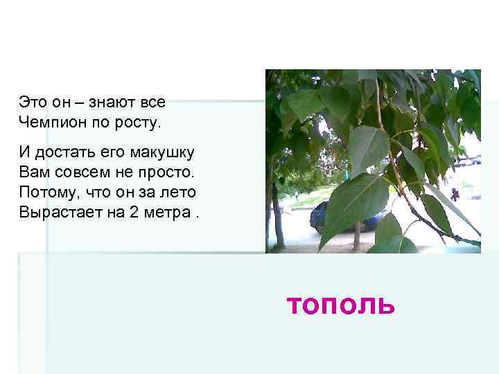 Это он – знают все Чемпион по росту. И достать его макушку Вам совсем