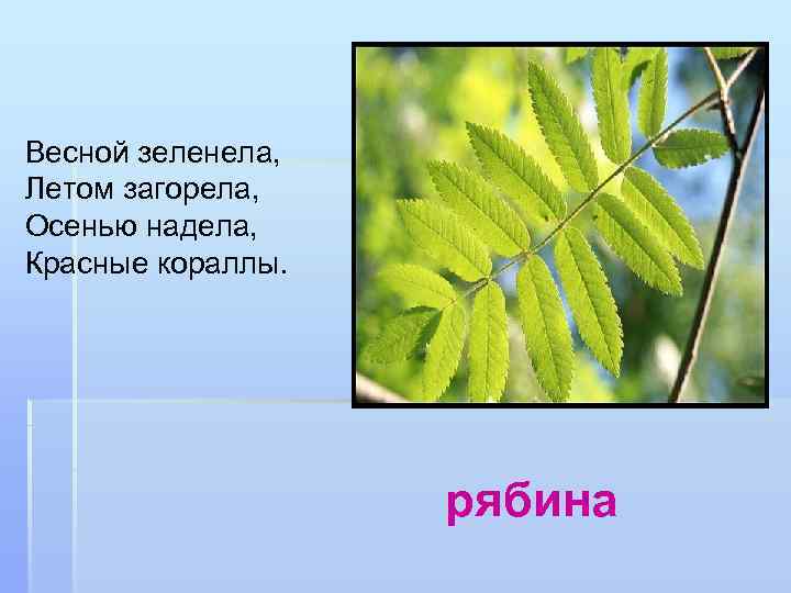 Весной зеленела, Летом загорела, Осенью надела, Красные кораллы. рябина 
