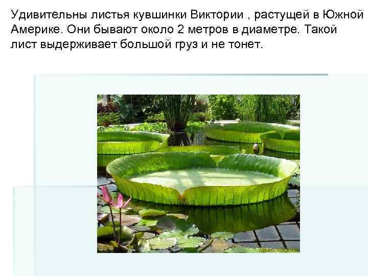 Удивительны листья кувшинки Виктории , растущей в Южной Америке. Они бывают около 2 метров