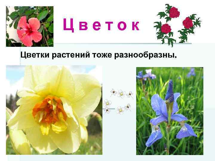 Цветок Цветки растений тоже разнообразны. 