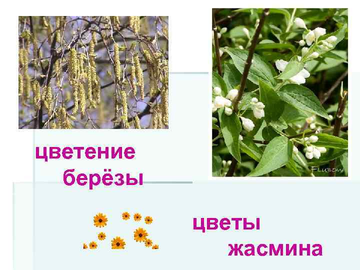 цветение берёзы цветы жасмина 