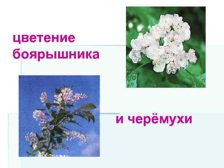 цветение боярышника и черёмухи 