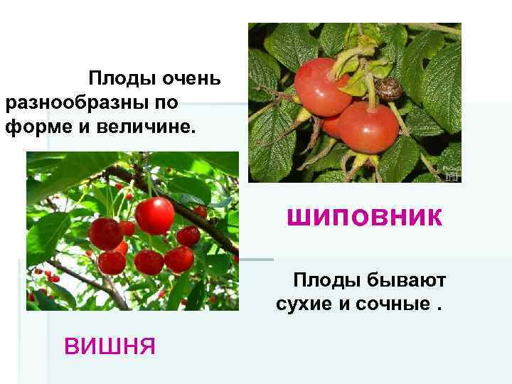 Плоды очень разнообразны по форме и величине. шиповник Плоды бывают сухие и сочные. вишня