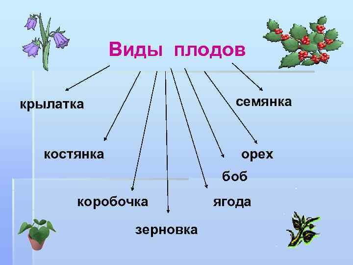 Виды плодов семянка крылатка костянка орех боб коробочка зерновка ягода 