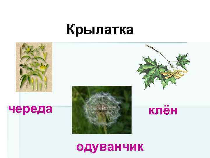 Крылатка череда клён одуванчик 