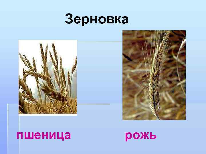 Зерновка пшеница рожь 