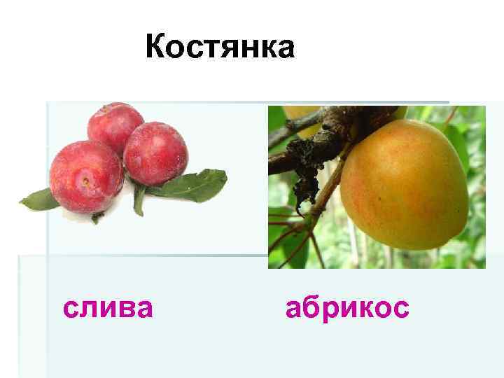 Костянка слива абрикос 