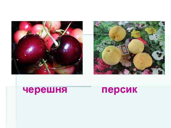 черешня персик 