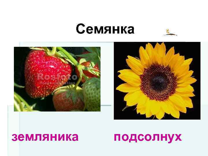 Семянка земляника подсолнух 
