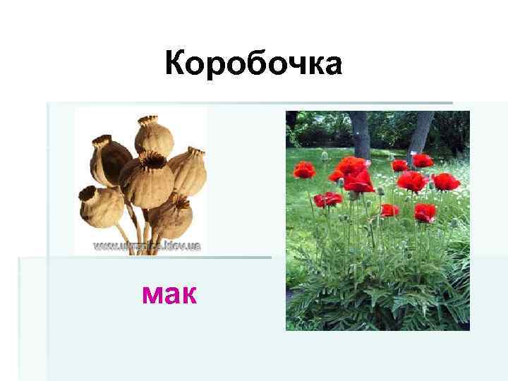 Коробочка мак 