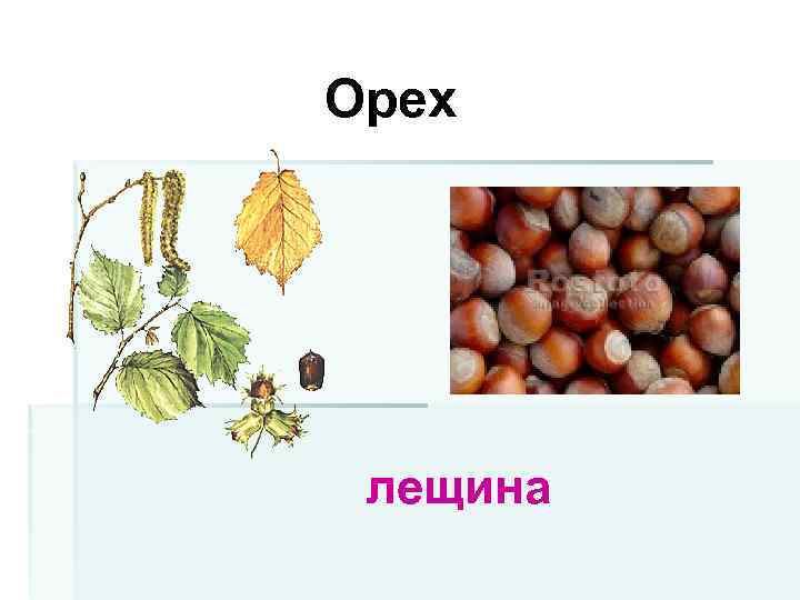 Орех лещина 