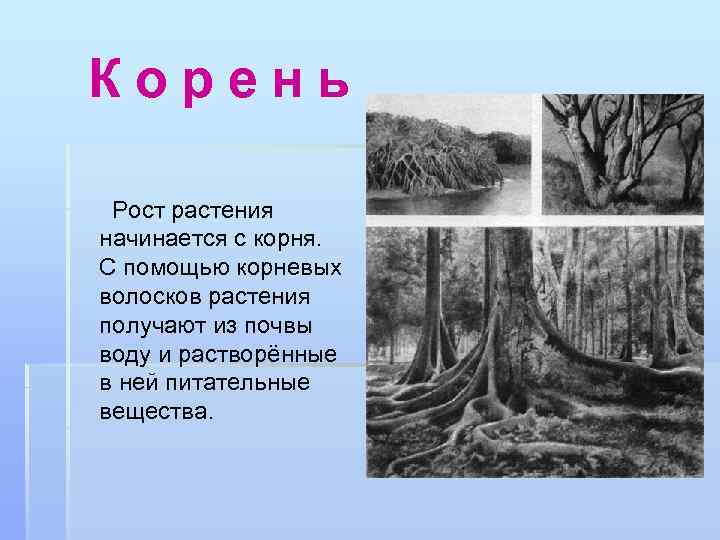 Корень Рост растения начинается с корня. С помощью корневых волосков растения получают из почвы