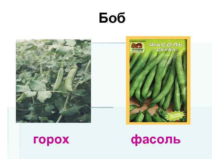 Боб горох фасоль 