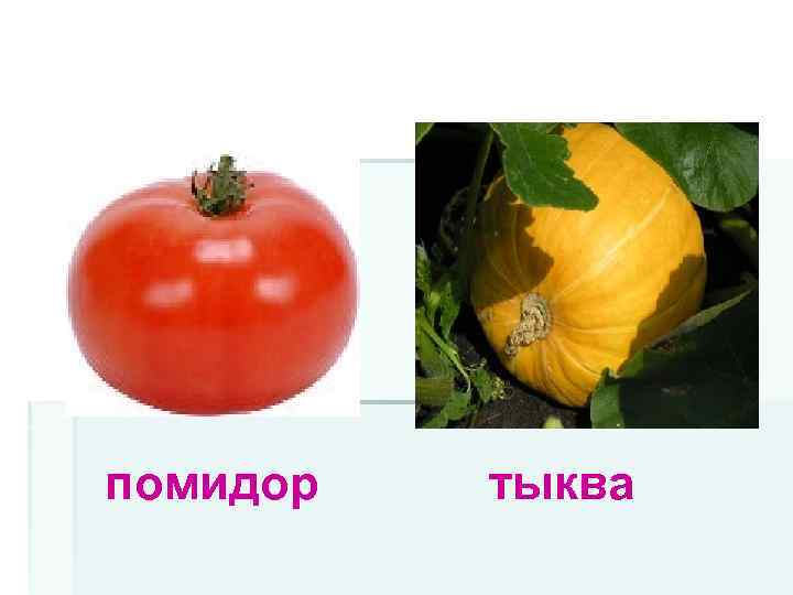 помидор тыква 