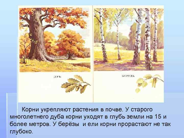 Корни укрепляют растения в почве. У старого многолетнего дуба корни уходят в глубь земли