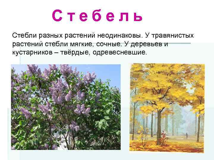Стебель Стебли разных растений неодинаковы. У травянистых растений стебли мягкие, сочные. У деревьев и