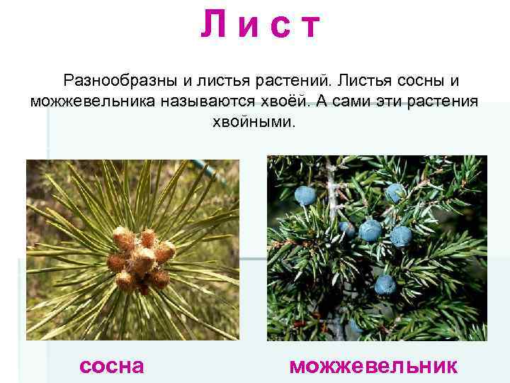 Лист Разнообразны и листья растений. Листья сосны и можжевельника называются хвоёй. А сами эти
