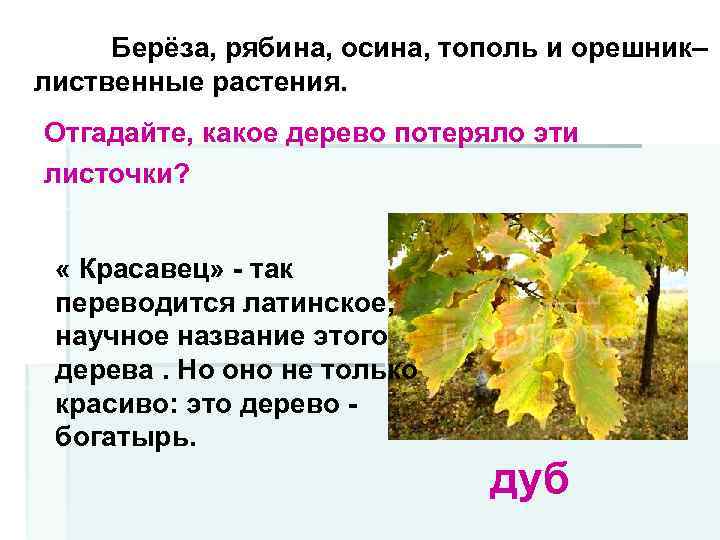 Берёза, рябина, осина, тополь и орешник– лиственные растения. Отгадайте, какое дерево потеряло эти листочки?