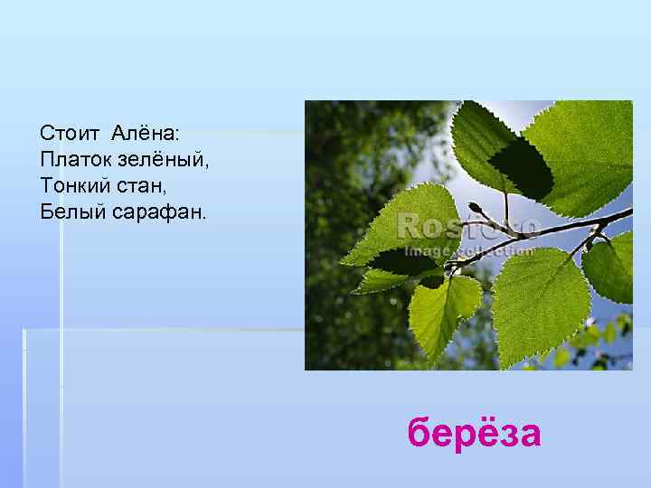 Стоит Алёна: Платок зелёный, Тонкий стан, Белый сарафан. берёза 