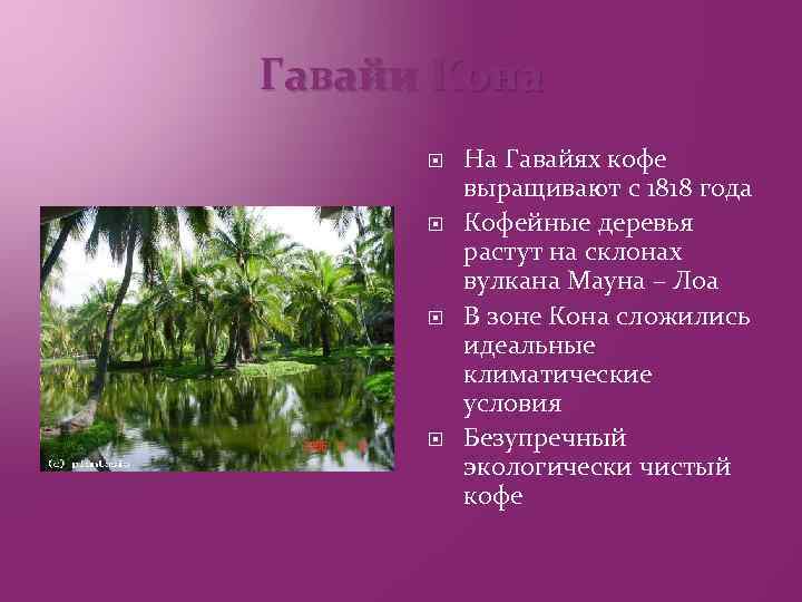 Гавайи Кона На Гавайях кофе выращивают с 1818 года Кофейные деревья растут на склонах